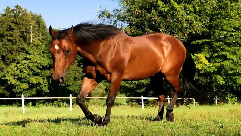 Horses for Sale Bloodstock Auction Buying